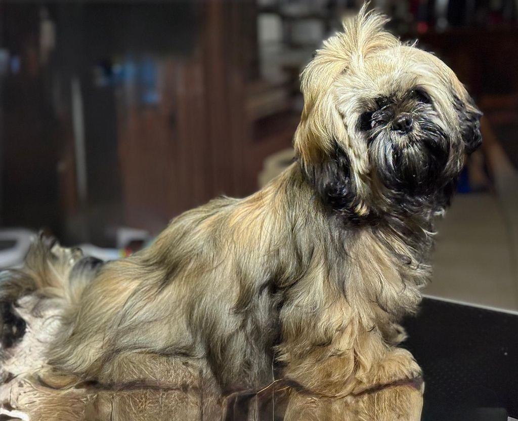 A'choumicha (Sans Affixe)