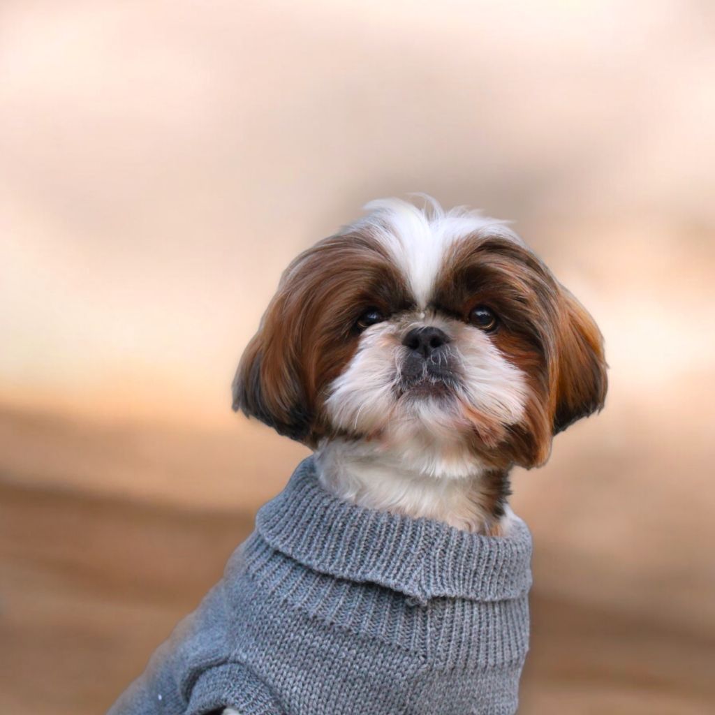 R'joumana Du Coeur Aux Abois
