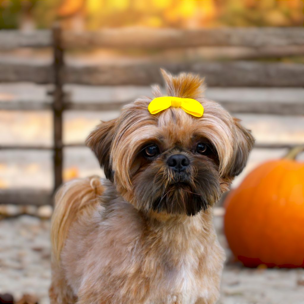 Sreveur du domaine le pin franc